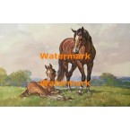 Afternoon Rest  - #XD5045  -  PRINT